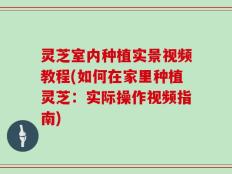 灵芝室内种植实景视频教程(如何在家里种植灵芝：实际操作视频指南)