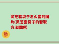 灵芝套袋子怎么套的图片(灵芝套袋子的套取方法图解)