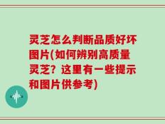 灵芝怎么判断品质好坏图片(如何辨别高质量灵芝？这里有一些提示和图片供参考)