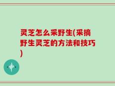 灵芝怎么采野生(采摘野生灵芝的方法和技巧)