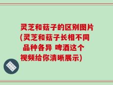 灵芝和菇子的区别图片(灵芝和菇子长相不同 品种各异 啤酒这个视频给你清晰展示)