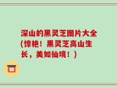 深山的黑灵芝图片大全(惊艳！黑灵芝高山生长，美如仙境！)