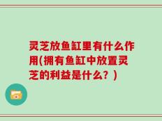 灵芝放鱼缸里有什么作用(拥有鱼缸中放置灵芝的利益是什么？)