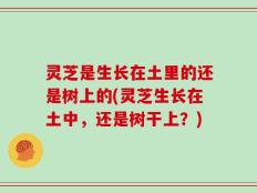 灵芝是生长在土里的还是树上的(灵芝生长在土中，还是树干上？)