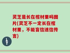 灵芝是长在棺材里吗图片(灵芝不一定长在棺材里，不能盲信迷信传言)