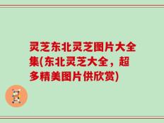 灵芝东北灵芝图片大全集(东北灵芝大全，超多精美图片供欣赏)