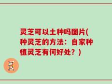 灵芝可以土种吗图片(种灵芝的方法：自家种植灵芝有何好处？)