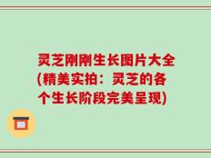 灵芝刚刚生长图片大全(精美实拍：灵芝的各个生长阶段完美呈现)
