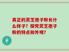 真正的灵芝孢子粉长什么样子？探究灵芝孢子粉的特点和外观？
