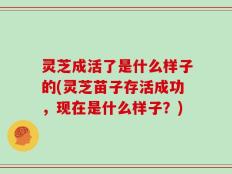 灵芝成活了是什么样子的(灵芝苗子存活成功，现在是什么样子？)