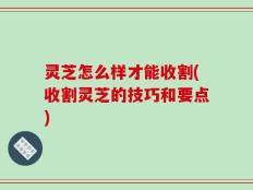 灵芝怎么样才能收割(收割灵芝的技巧和要点)