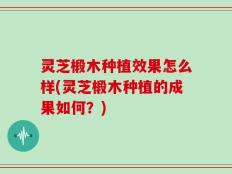 灵芝椴木种植效果怎么样(灵芝椴木种植的成果如何？)