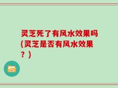 灵芝死了有风水效果吗(灵芝是否有风水效果？)