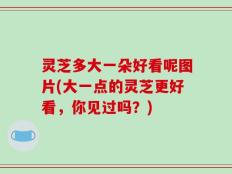 灵芝多大一朵好看呢图片(大一点的灵芝更好看，你见过吗？)