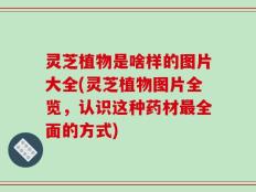 灵芝植物是啥样的图片大全(灵芝植物图片全览，认识这种药材最全面的方式)