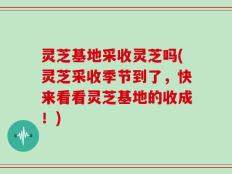 灵芝基地采收灵芝吗(灵芝采收季节到了，快来看看灵芝基地的收成！)