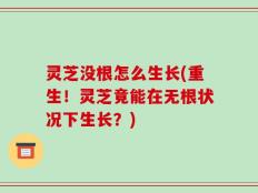 灵芝没根怎么生长(重生！灵芝竟能在无根状况下生长？)