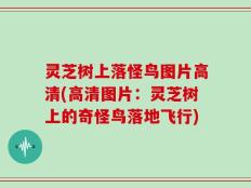 灵芝树上落怪鸟图片高清(高清图片：灵芝树上的奇怪鸟落地飞行)
