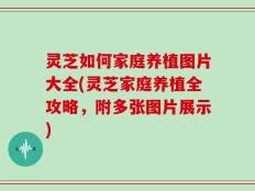 灵芝如何家庭养植图片大全(灵芝家庭养植全攻略，附多张图片展示)