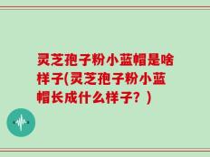 灵芝孢子粉小蓝帽是啥样子(灵芝孢子粉小蓝帽长成什么样子？)
