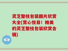 灵芝整枝包装图片欣赏大全(赏心悦目！精美的灵芝整枝包装欣赏合辑)
