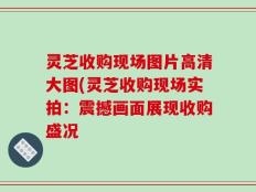 灵芝收购现场图片高清大图(灵芝收购现场实拍：震撼画面展现收购盛况