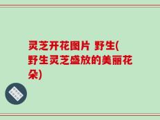 灵芝开花图片 野生(野生灵芝盛放的美丽花朵)