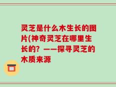 灵芝是什么木生长的图片(神奇灵芝在哪里生长的？——探寻灵芝的木质来源