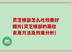 灵芝根部怎么吃效果好图片(灵芝根部的最佳食用方法及效果分析)