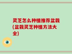灵芝怎么种植推荐盆栽(盆栽灵芝种植方法大全)
