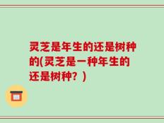 灵芝是年生的还是树种的(灵芝是一种年生的还是树种？)