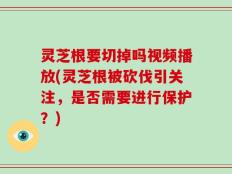 灵芝根要切掉吗视频播放(灵芝根被砍伐引关注，是否需要进行保护？)