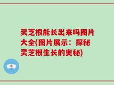 灵芝根能长出来吗图片大全(图片展示：探秘灵芝根生长的奥秘)