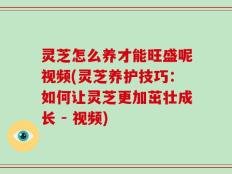 灵芝怎么养才能旺盛呢视频(灵芝养护技巧：如何让灵芝更加茁壮成长 - 视频)