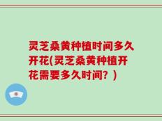 灵芝桑黄种植时间多久开花(灵芝桑黄种植开花需要多久时间？)