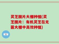 灵芝图片大棚种植(灵芝图片：有机灵芝在无菌大棚中高效种植)