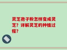 灵芝孢子粉怎样变成灵芝？详解灵芝的种植过程？