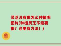 灵芝没有根怎么种植呢图片(种植灵芝不需要根？这里有方法！)