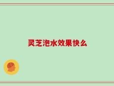 灵芝泡水效果快么