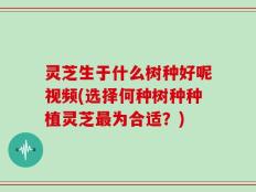 灵芝生于什么树种好呢视频(选择何种树种种植灵芝最为合适？)