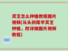 灵芝怎么种植教程图片视频(从头到尾学灵芝种植，附详细图片视频教程)