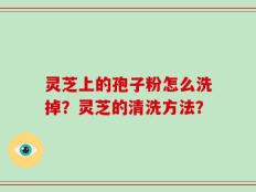 灵芝上的孢子粉怎么洗掉？灵芝的清洗方法？