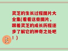 灵芝的生长过程图片大全集(看看这些图片，跟着灵芝的成长历程逐步了解它的神奇之处吧！)