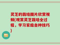灵芝的栽培图片欣赏视频(观赏灵芝栽培全过程，学习家庭自种技巧)