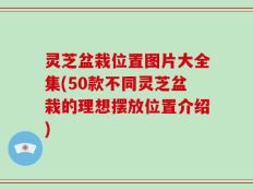 灵芝盆栽位置图片大全集(50款不同灵芝盆栽的理想摆放位置介绍)
