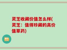 灵芝收藏价值怎么样(灵芝：值得珍藏的高价值草药)