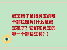 灵芝孢子是指灵芝的哪个部位图片(什么是灵芝孢子？它们在灵芝的哪一个部位生长？)