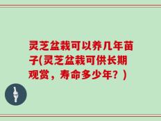 灵芝盆栽可以养几年苗子(灵芝盆栽可供长期观赏，寿命多少年？)