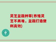 灵芝盆栽种草(养殖灵芝不再难，盆栽打造便利高效)