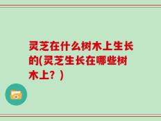 灵芝在什么树木上生长的(灵芝生长在哪些树木上？)